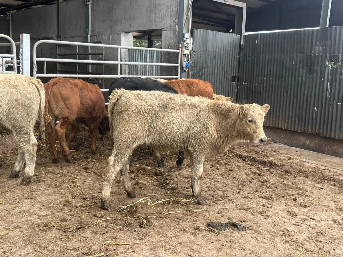 6 super continental weanling bulls - Image 1
