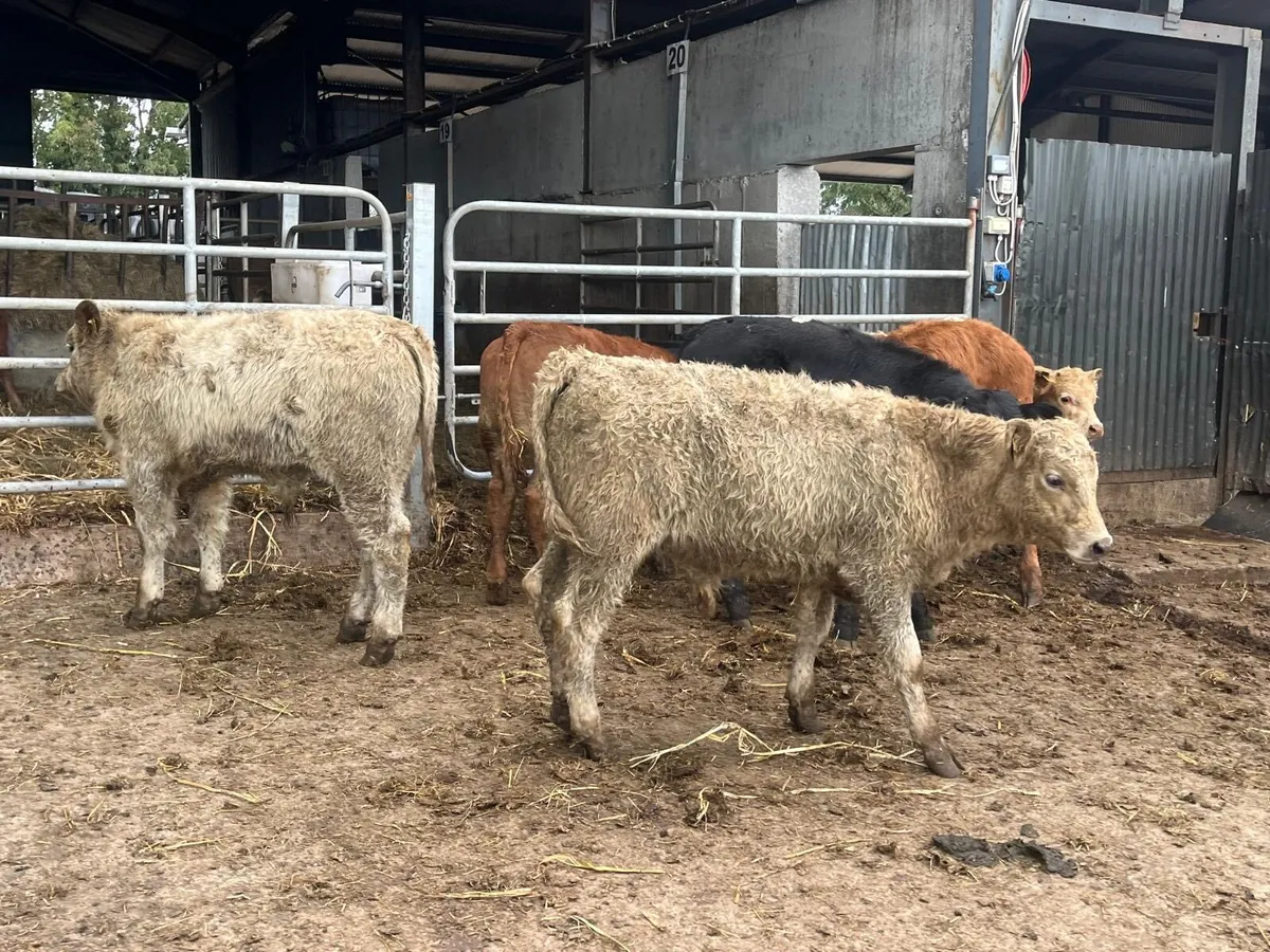 6 super continental weanling bulls - Image 2