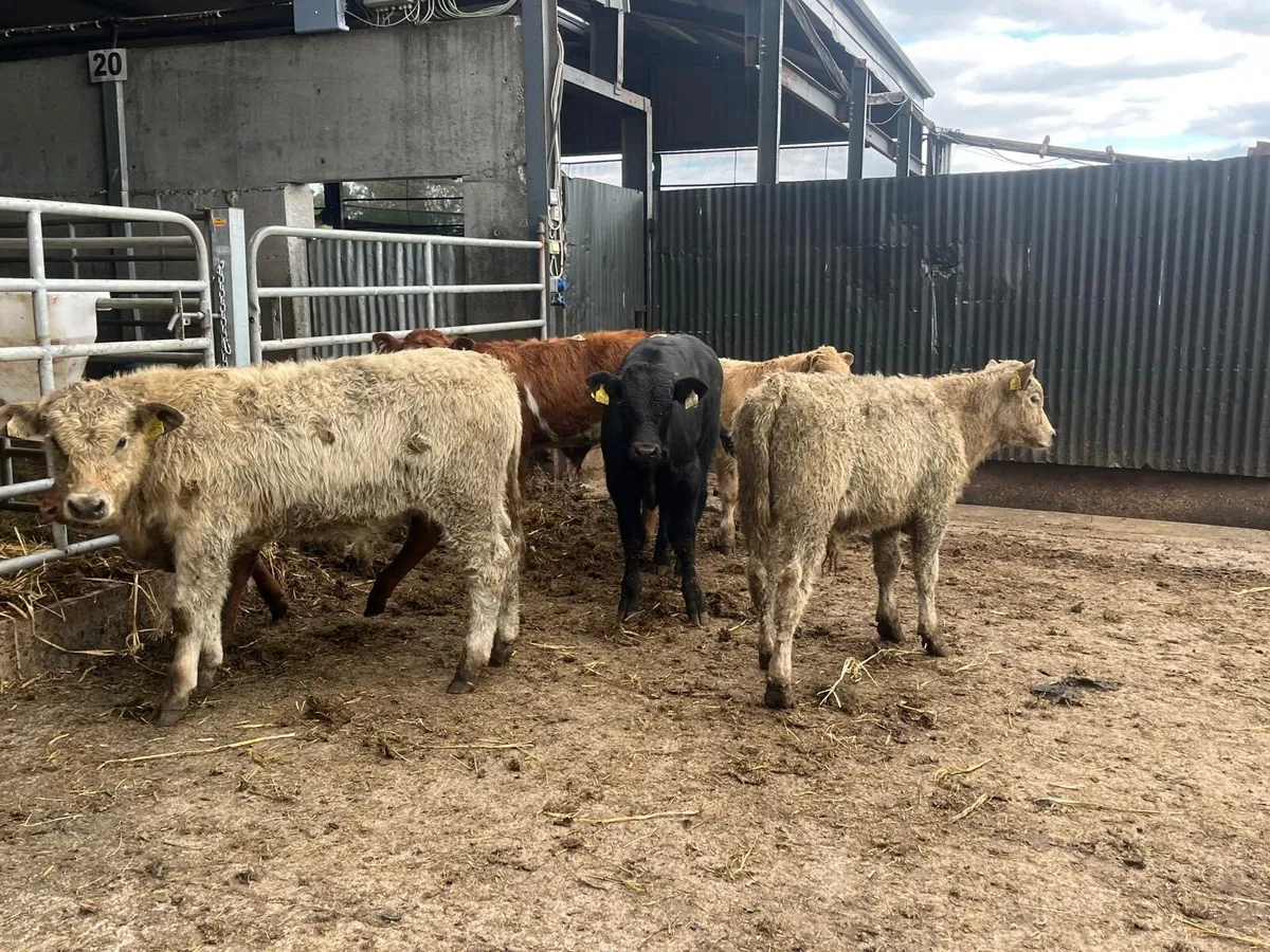 6 super continental weanling bulls - Image 3