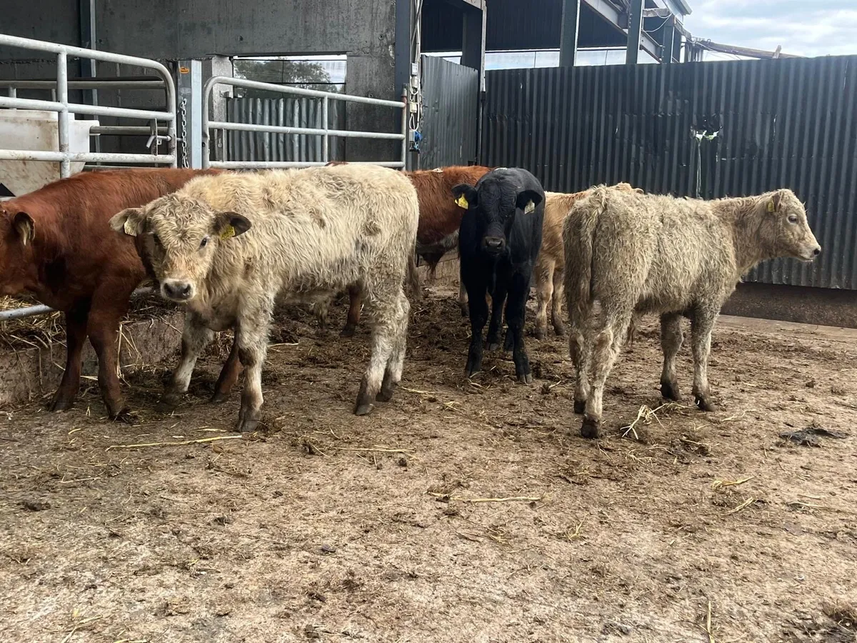 6 super continental weanling bulls - Image 4