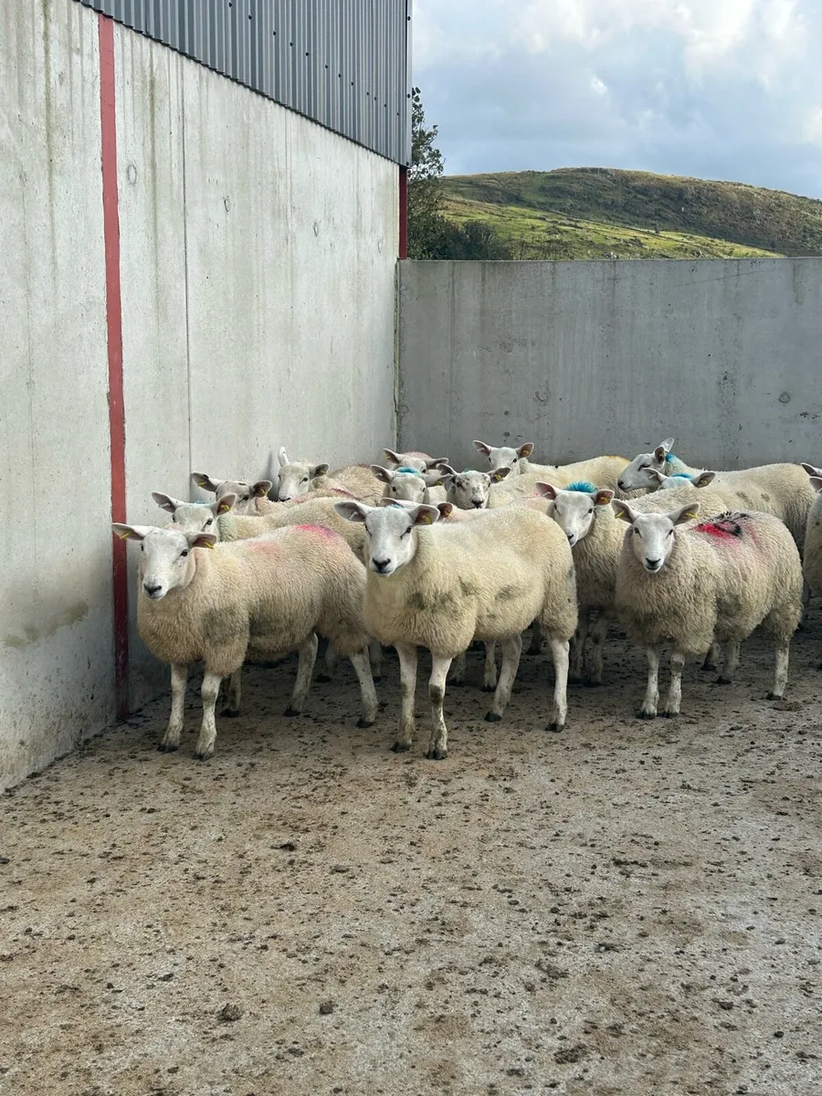 Cheviot ewe lambs - Image 1