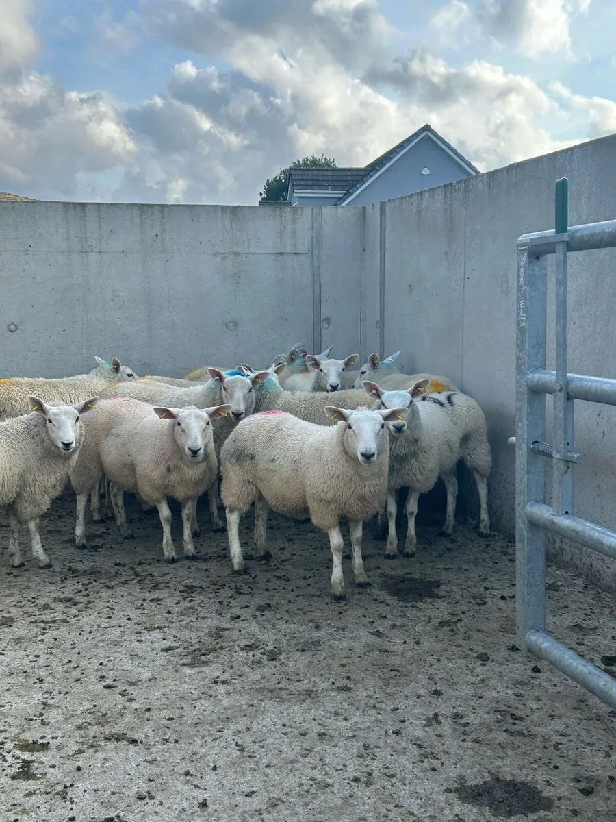 Cheviot ewe lambs - Image 2