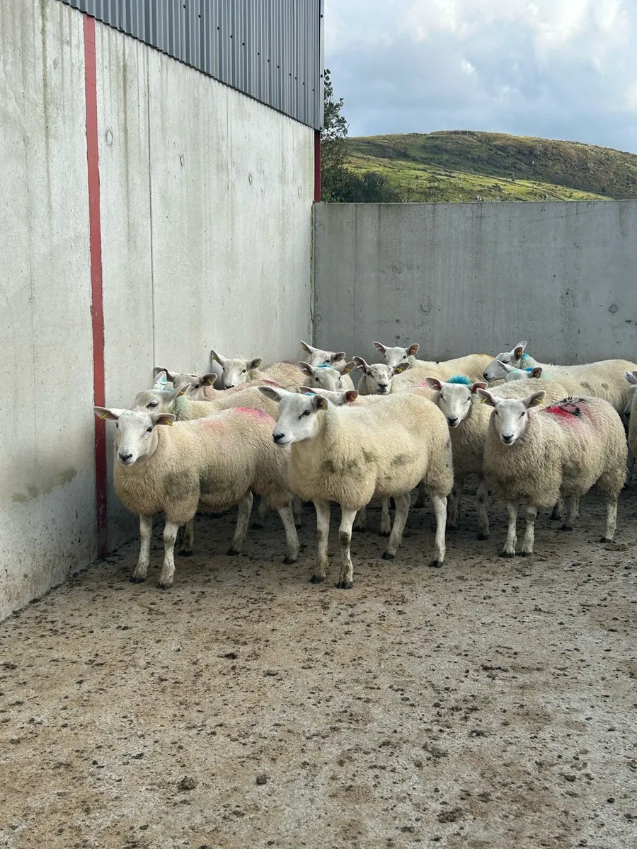 Cheviot ewe lambs - Image 3