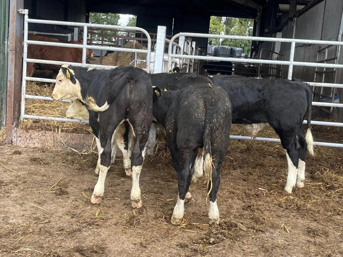4 super Hereford bull weanlings - Image 1