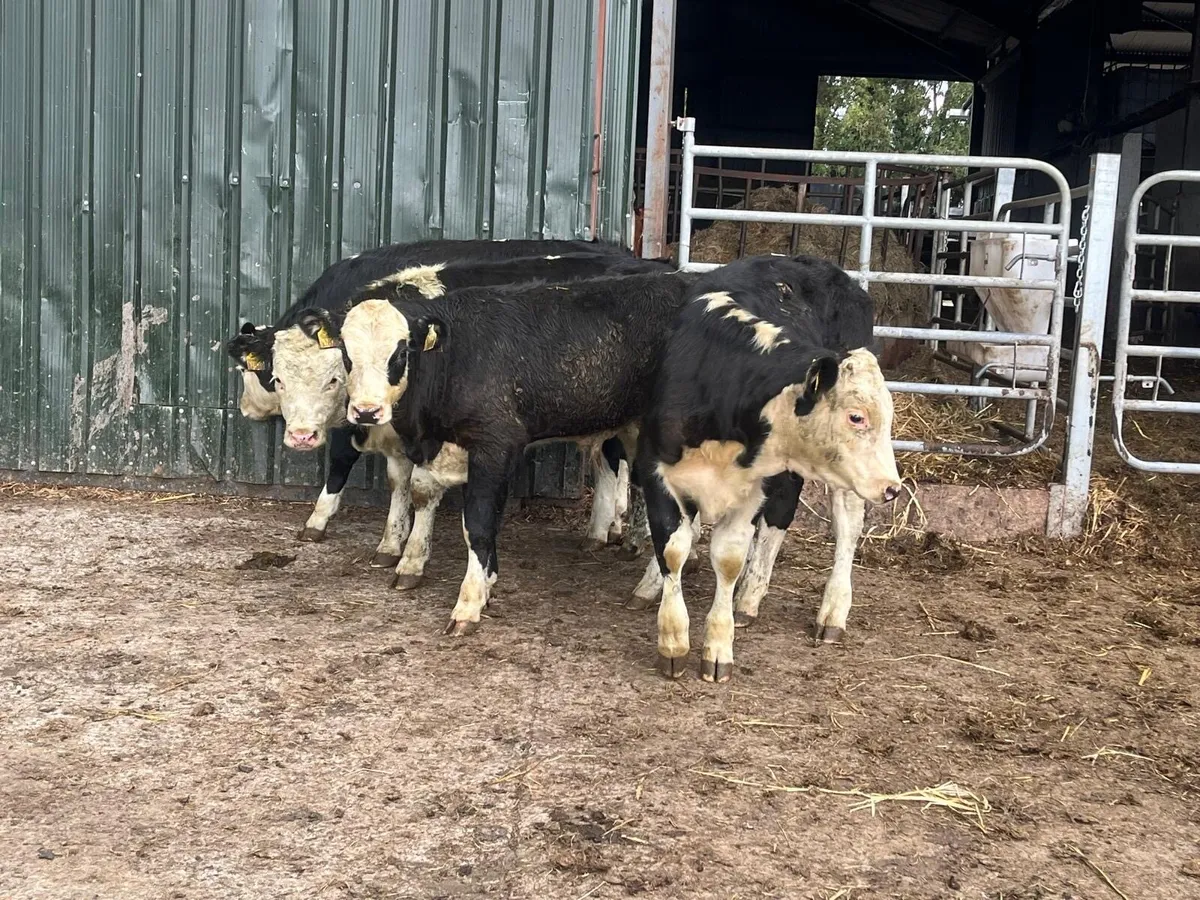 4 super Hereford bull weanlings - Image 2