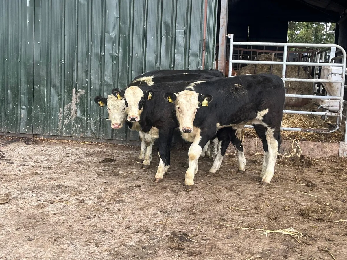 4 super Hereford bull weanlings - Image 3