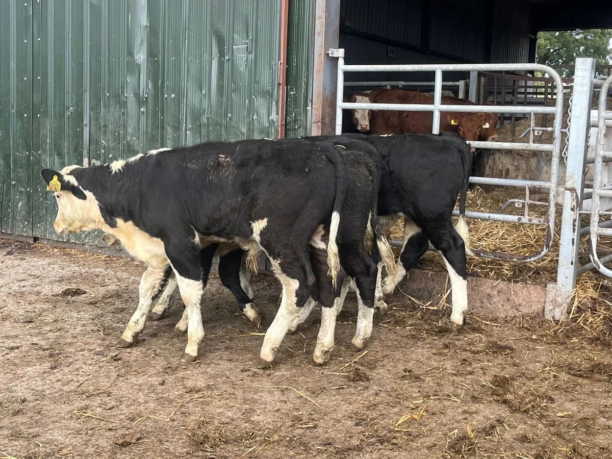 4 super Hereford bull weanlings - Image 4