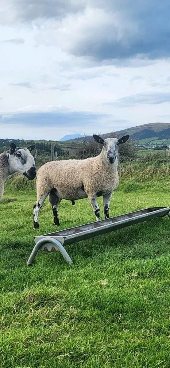 2 blue Leicester hogget rams - Image 2