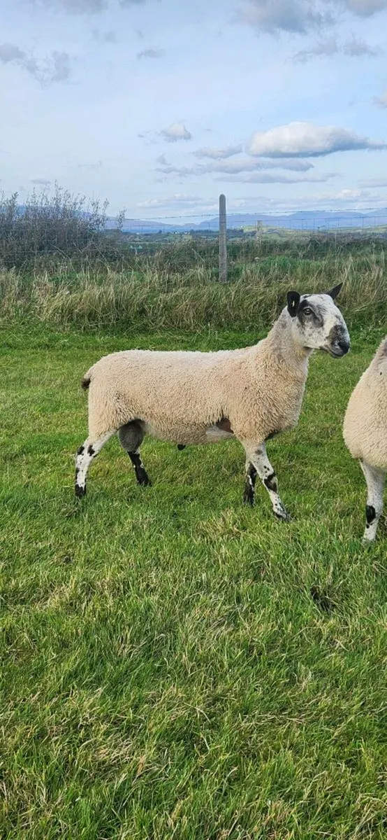 2 blue Leicester hogget rams - Image 4