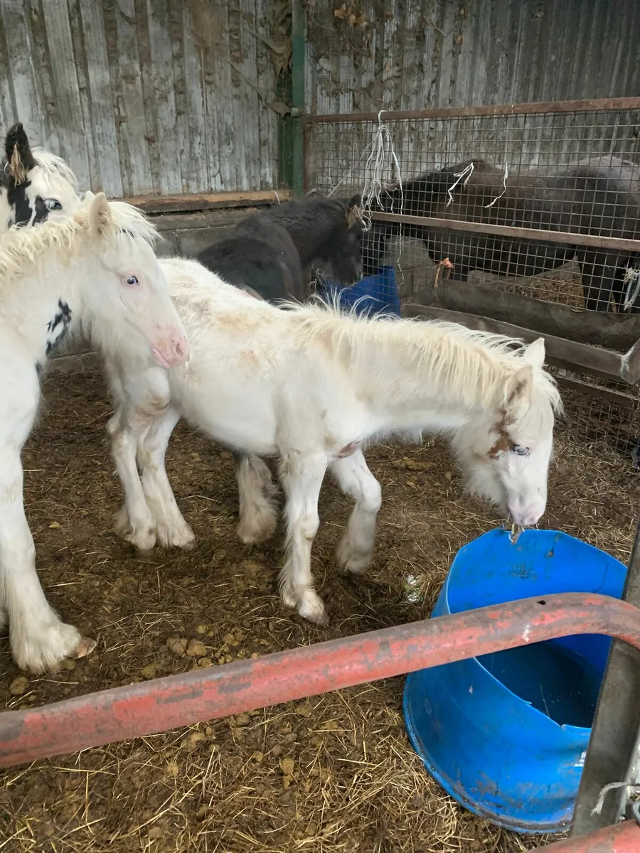 colt - Image 4