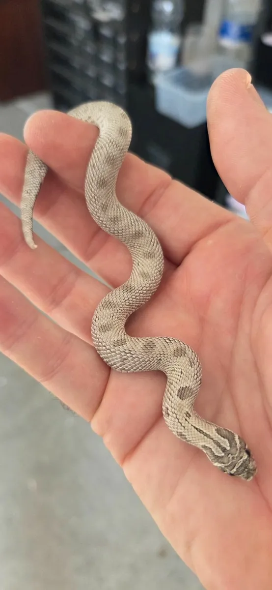 Hognose Snakes - Image 1