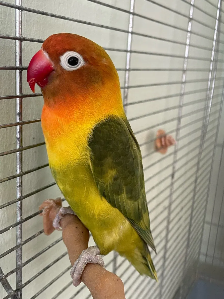 2 lovebirds (pair) - Image 1