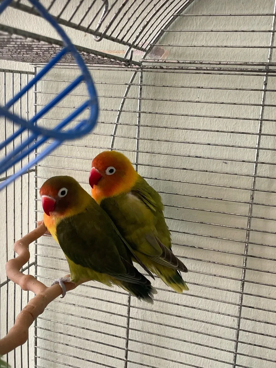 2 lovebirds (pair) - Image 2