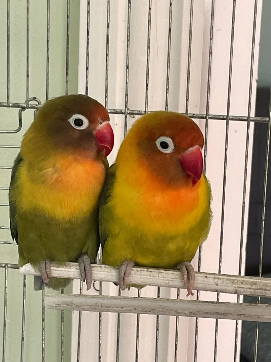 2 lovebirds (pair) - Image 4