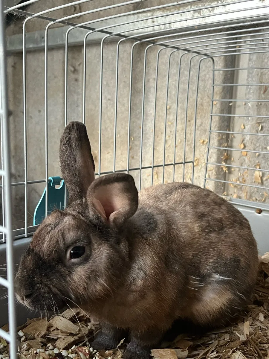 2 year old male bunny rabbit