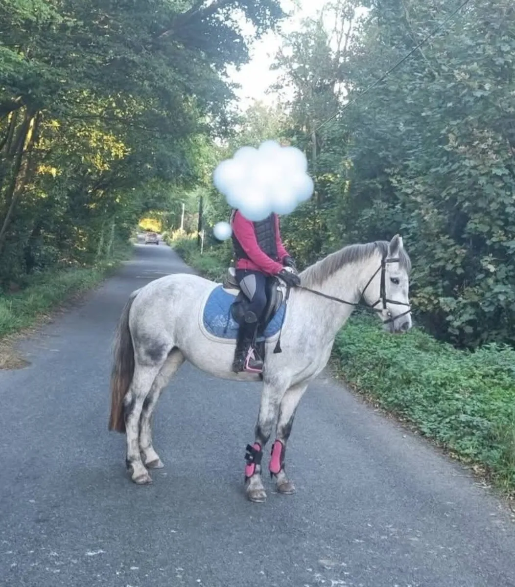 128 Connemara Pony For Sale - Image 1