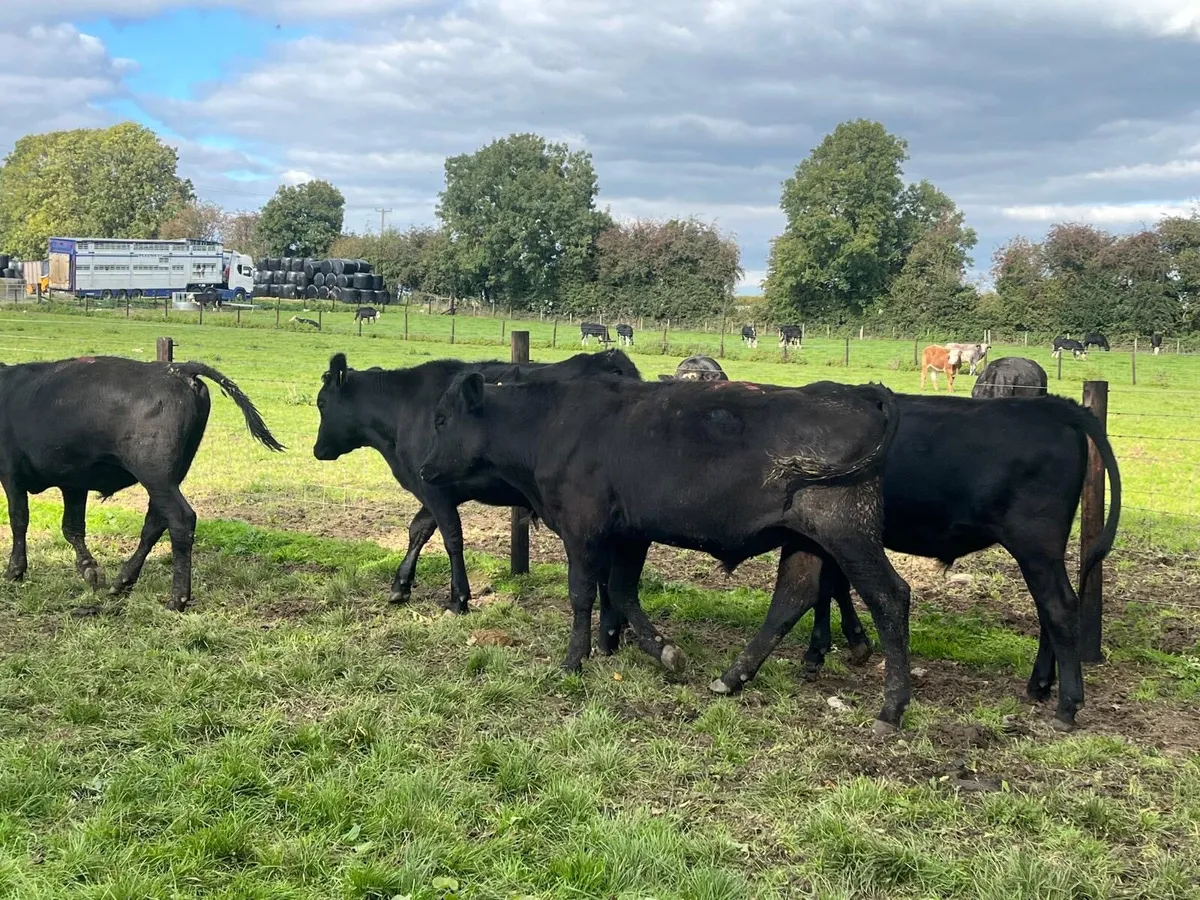 8 super Angus  store bullocks - Image 2