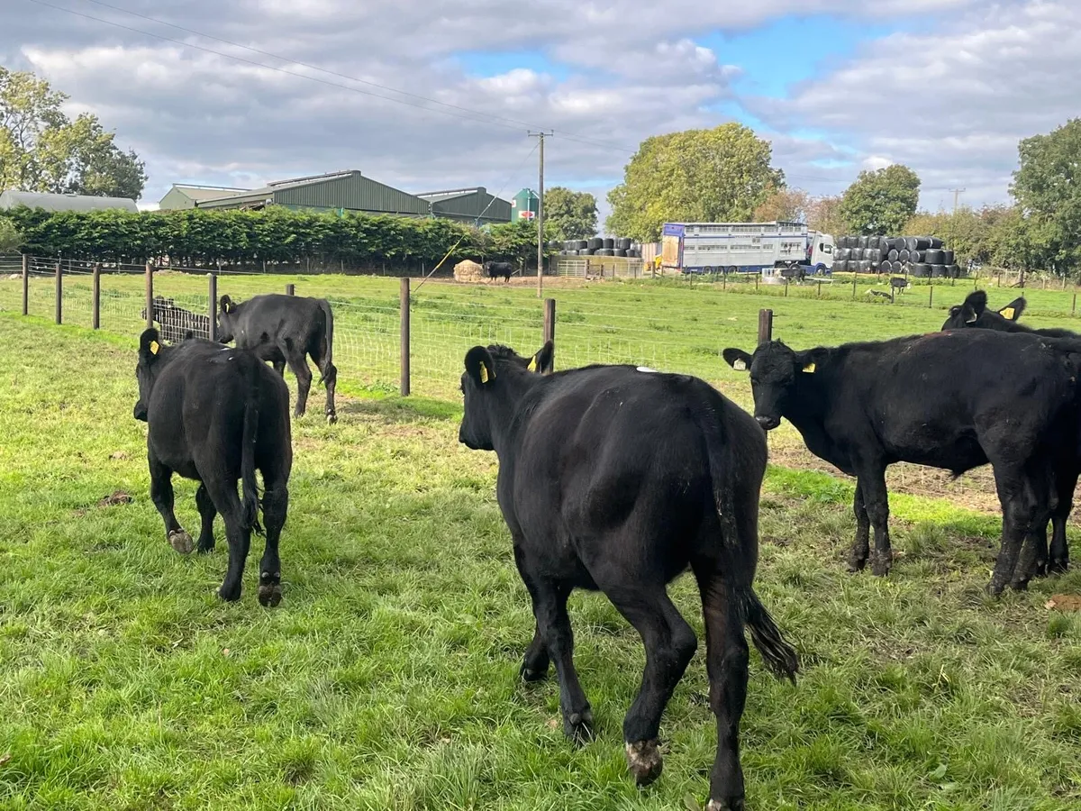 8 super Angus  store bullocks - Image 3