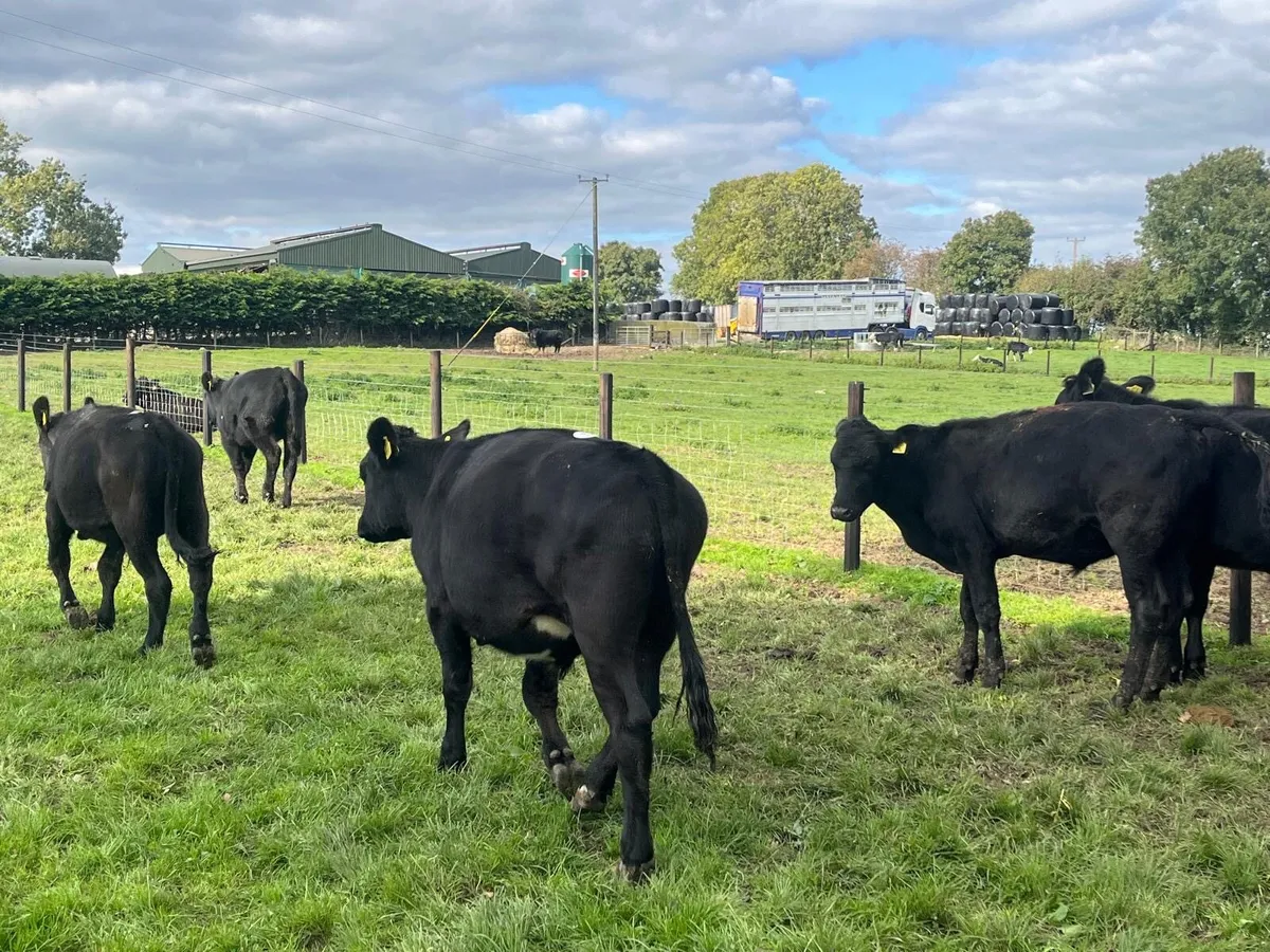 8 super Angus  store bullocks - Image 4