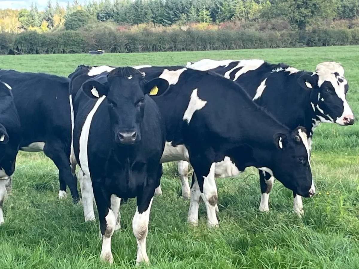 Friesan incalf Heifers - Image 1