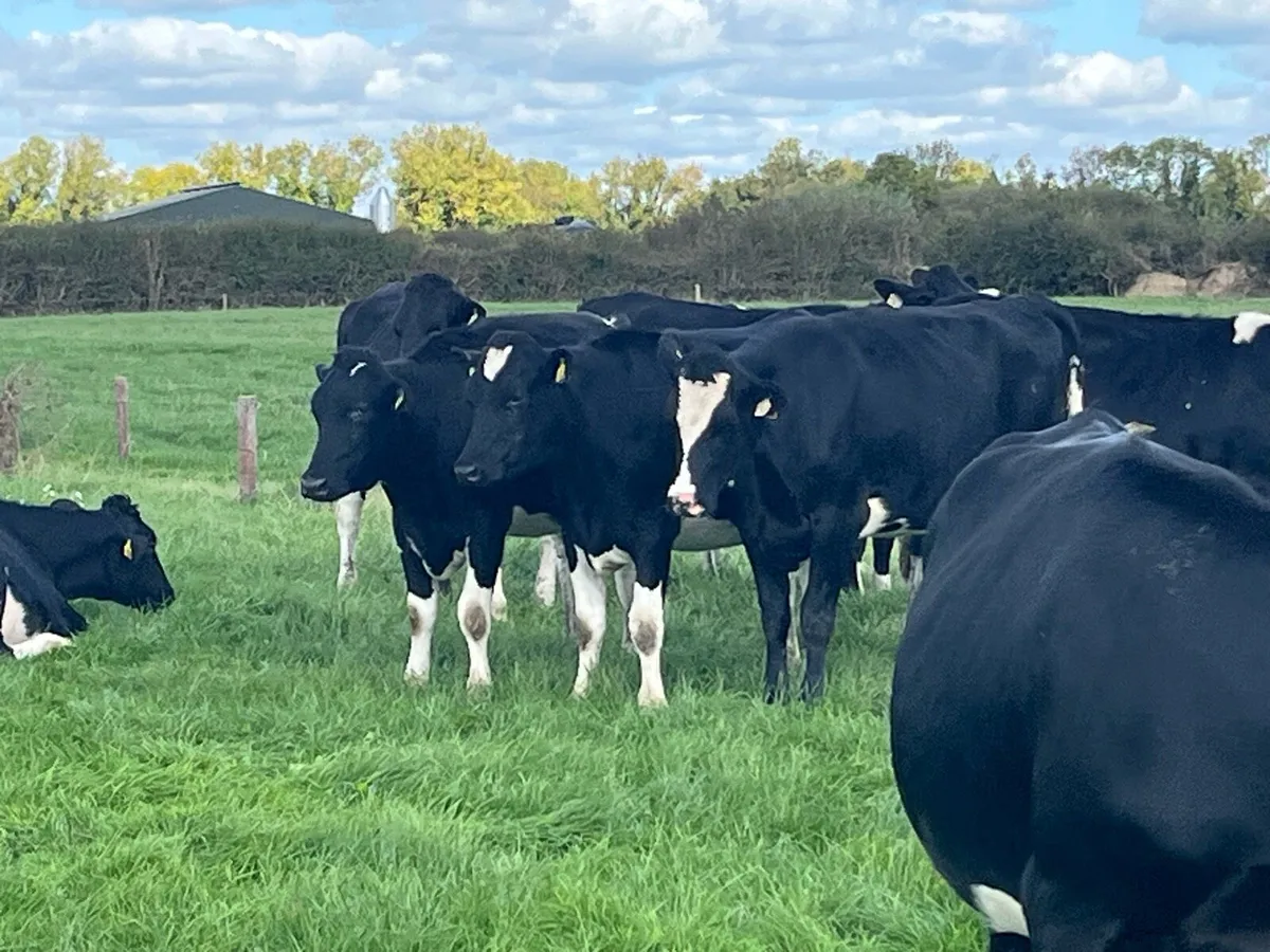 Friesan incalf Heifers - Image 2