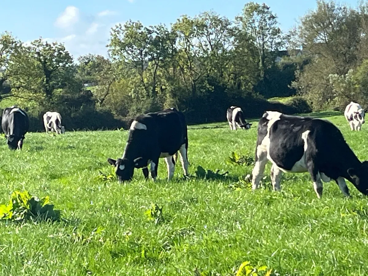 Friesan incalf Heifers - Image 3