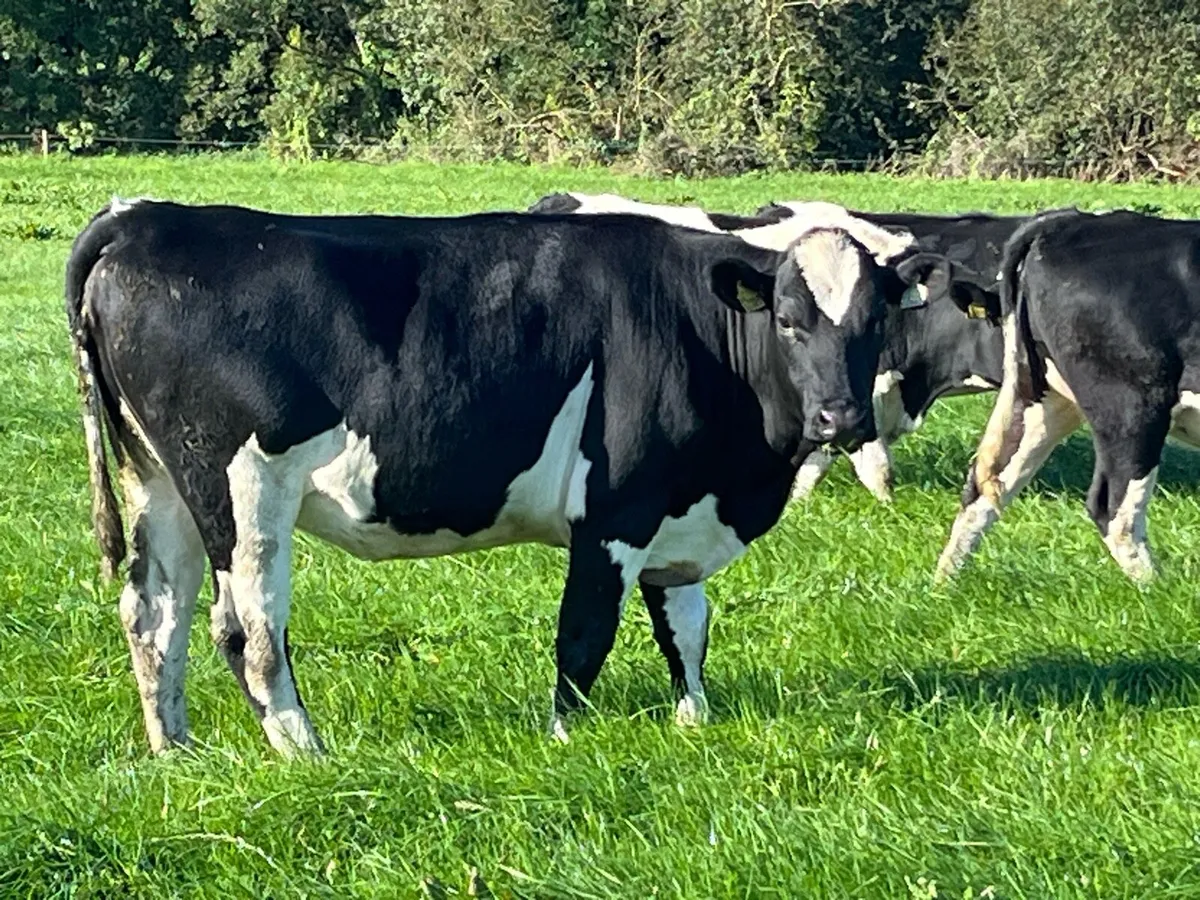 Friesan incalf Heifers - Image 4