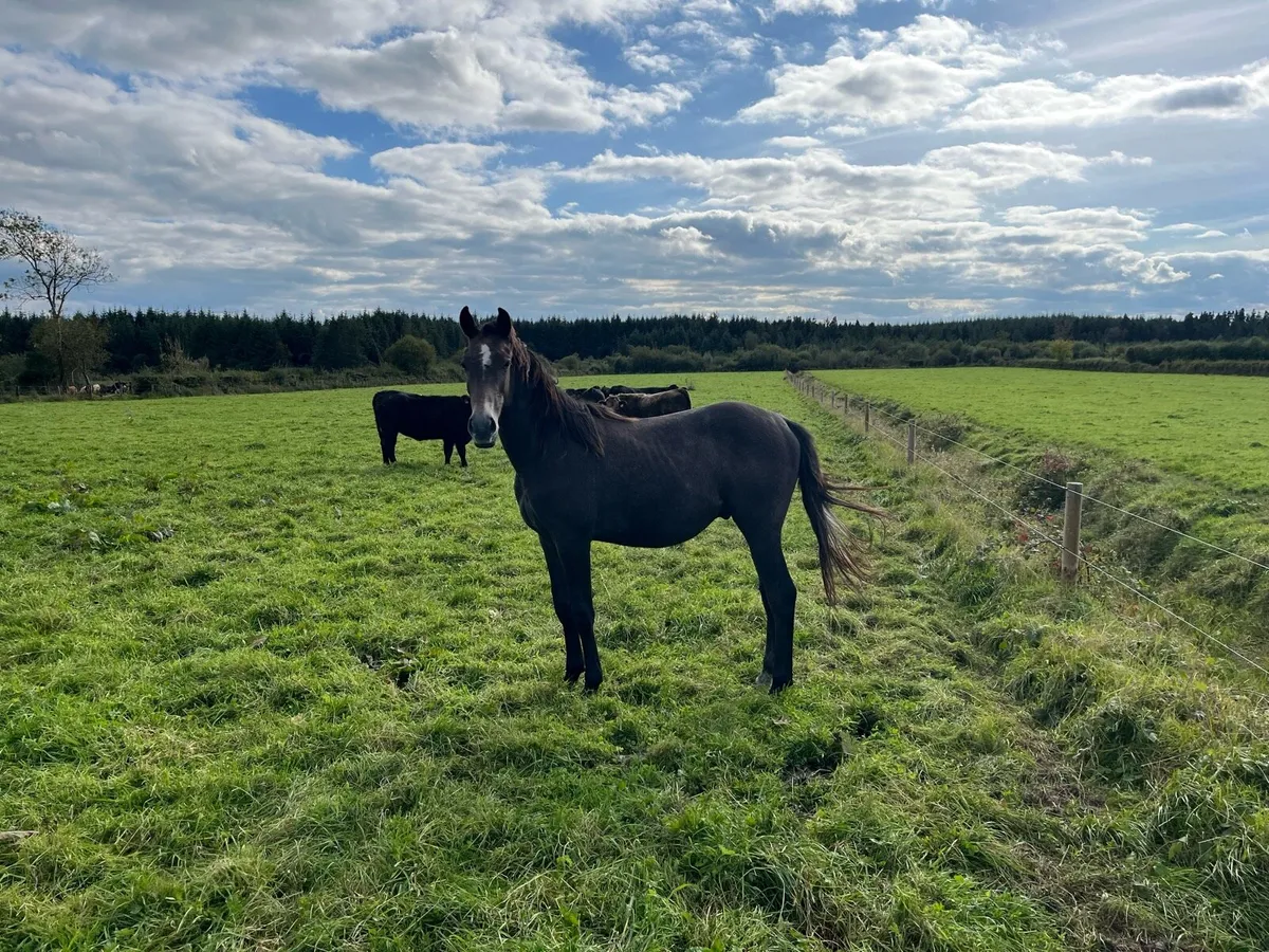 Yearling gelding - Image 1