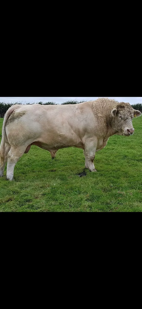 5* PBR CHAROLAIS PED BULL BY BIVOUAC+ HARI KARI AI - Image 3