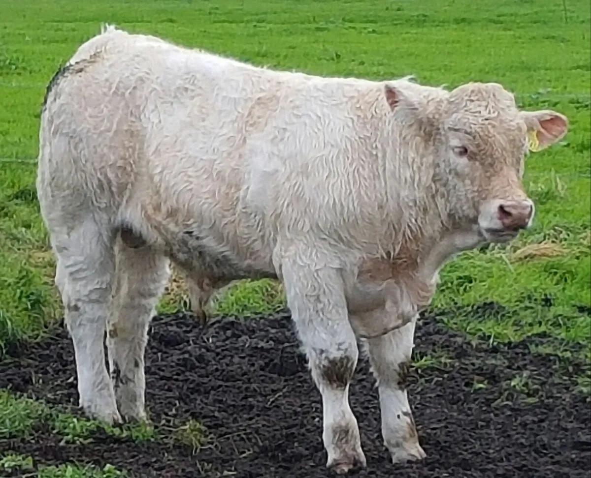 5* PBR CHAROLAIS PED BULL BY BIVOUAC+ HARI KARI AI - Image 4