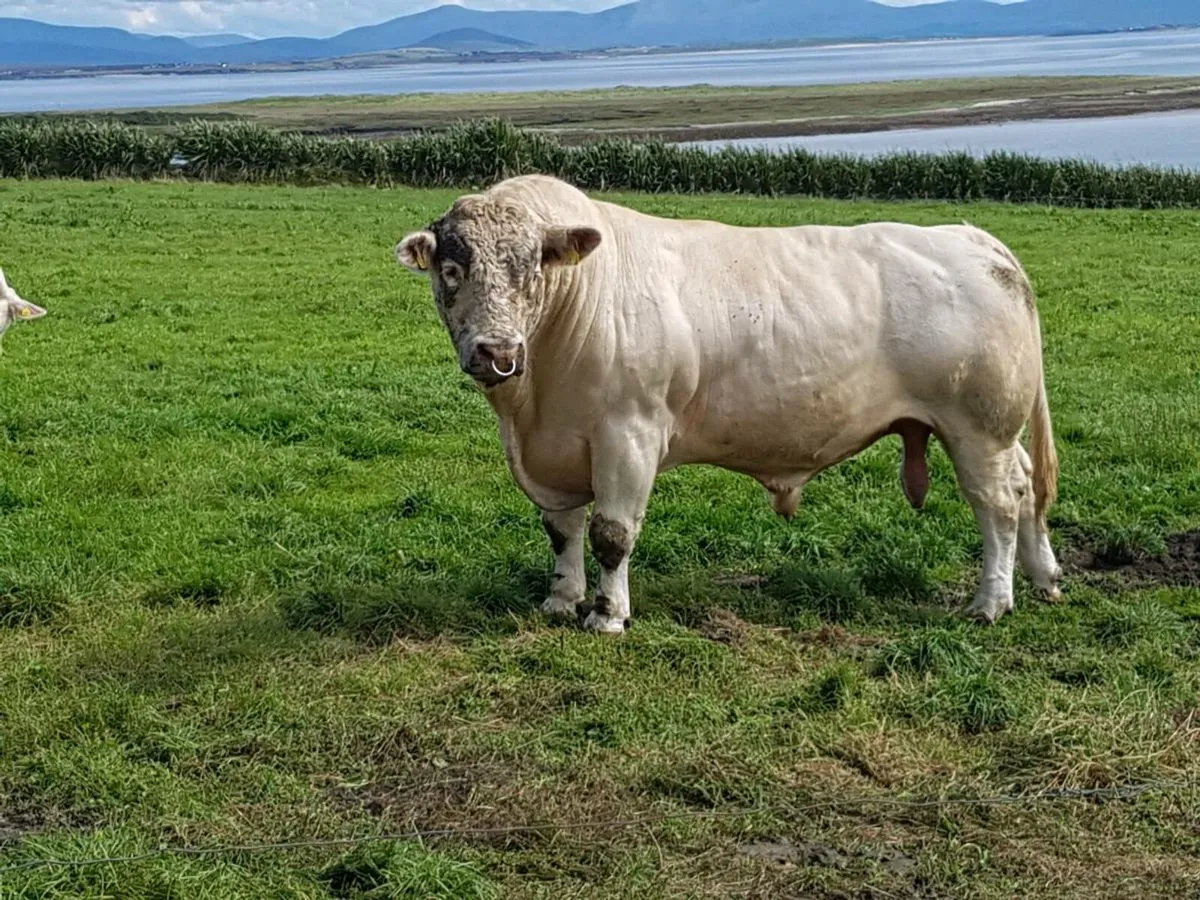 5* PBR CHAROLAIS PED BULL BY BIVOUAC+ HARI KARI AI - Image 1