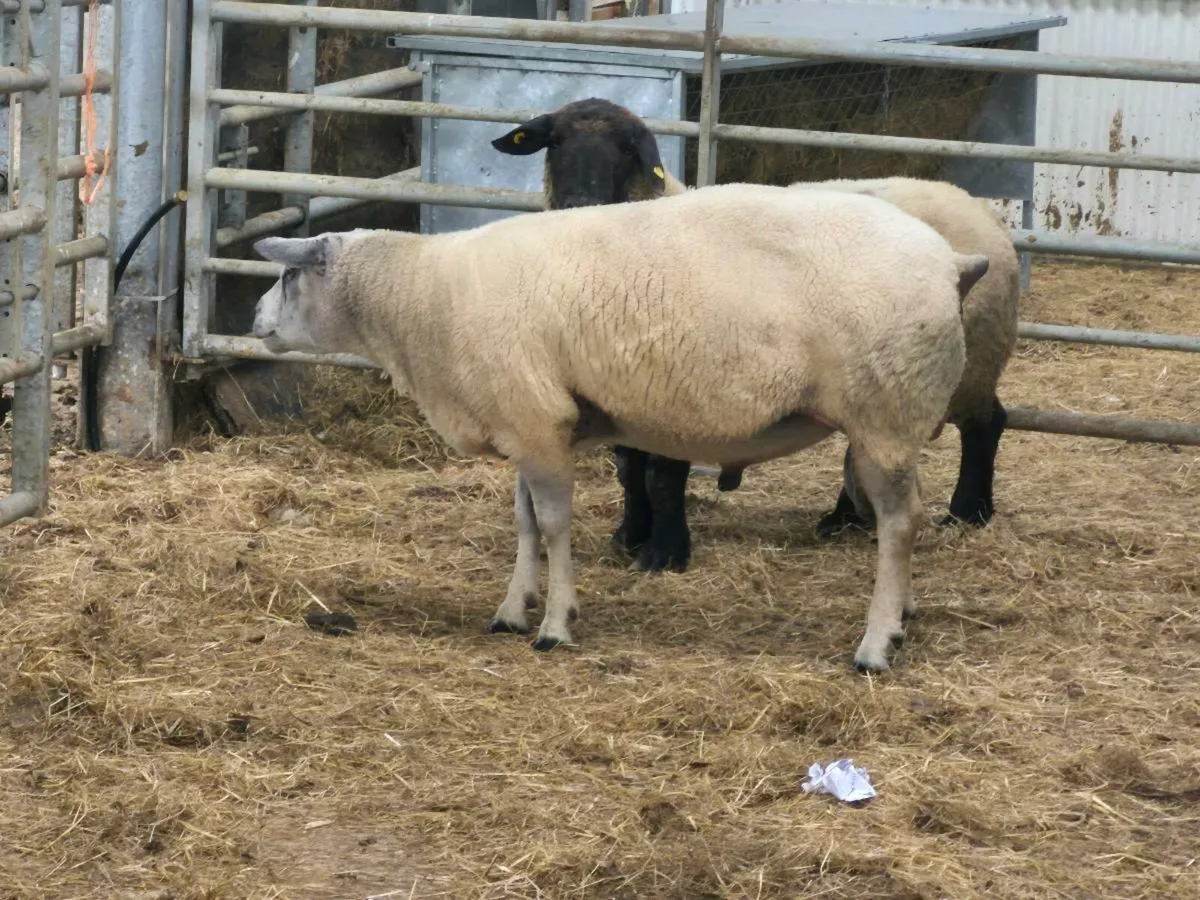 Ram - Image 1