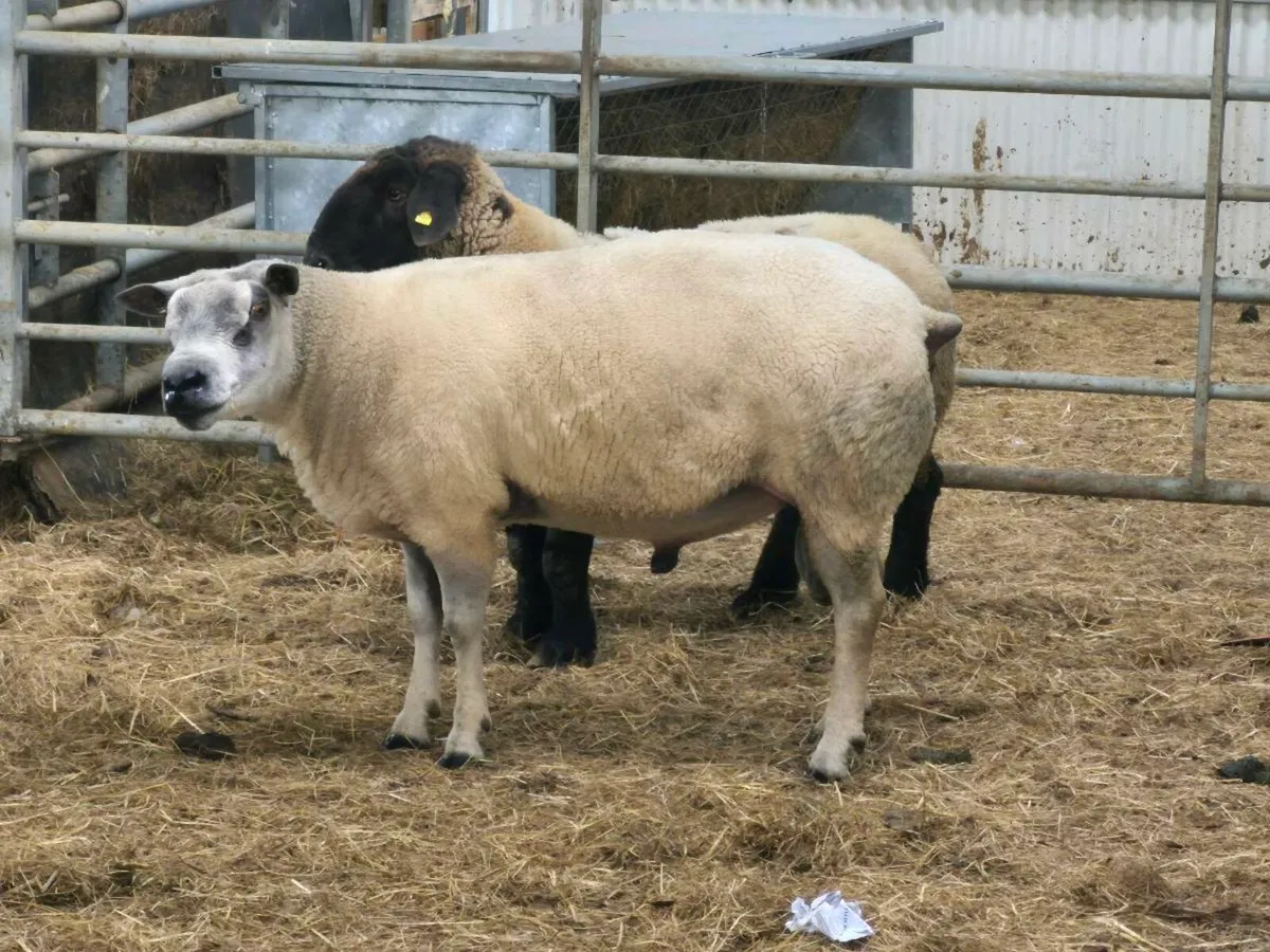 Ram - Image 2