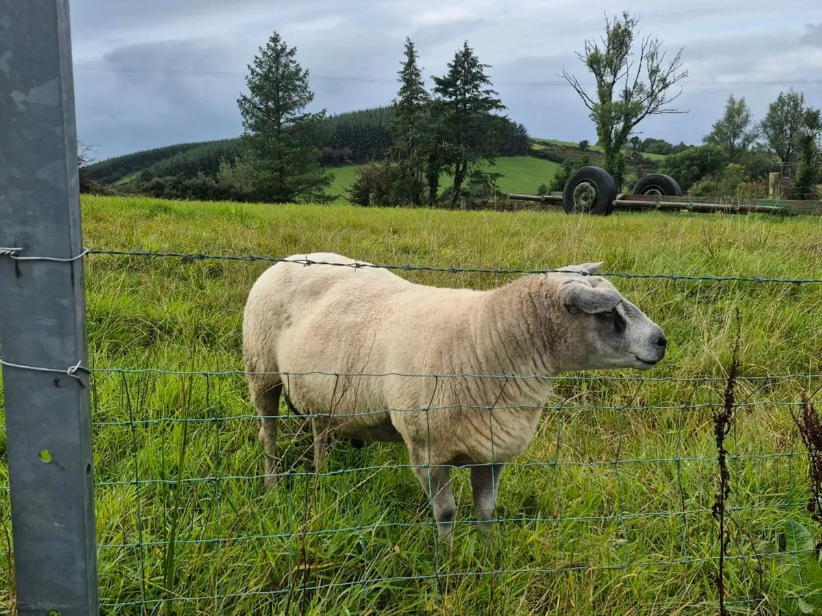 Ram - Image 3