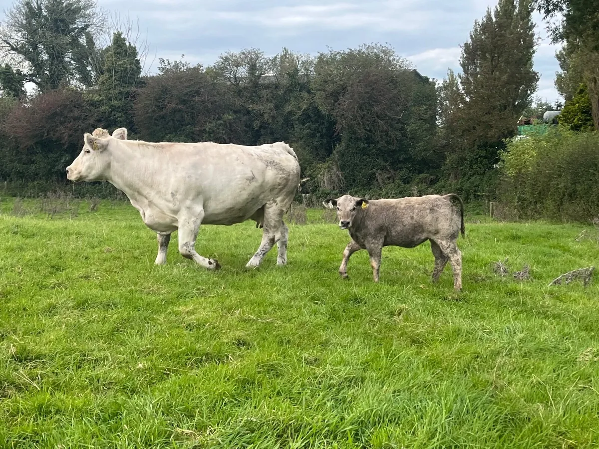 Show quality Charlaois cow and calf - Image 3