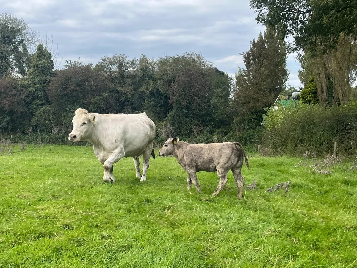 Show quality Charlaois cow and calf - Image 4