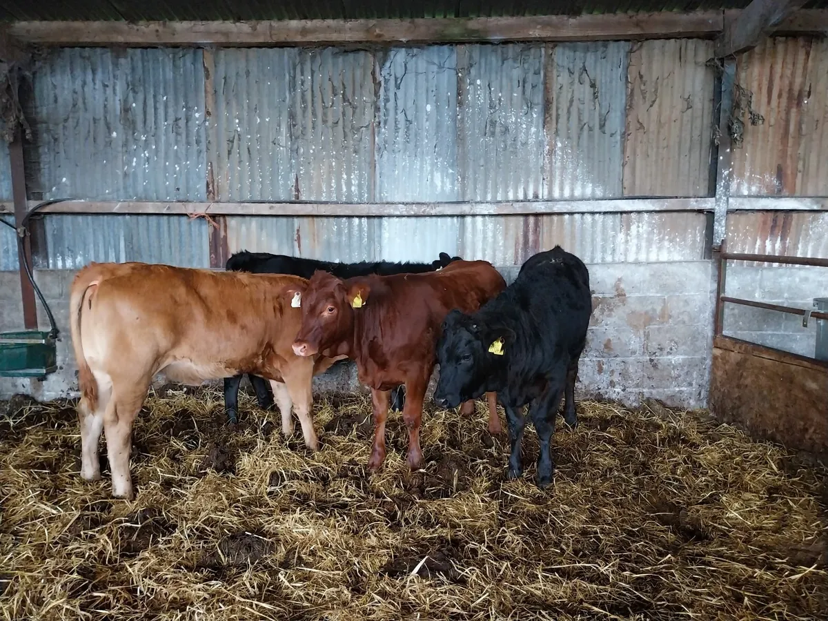 Super Cow Makers. Suck Calves - Image 1