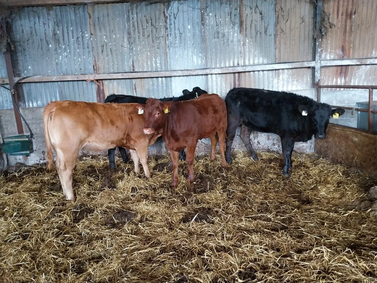 Super Cow Makers. Suck Calves - Image 2