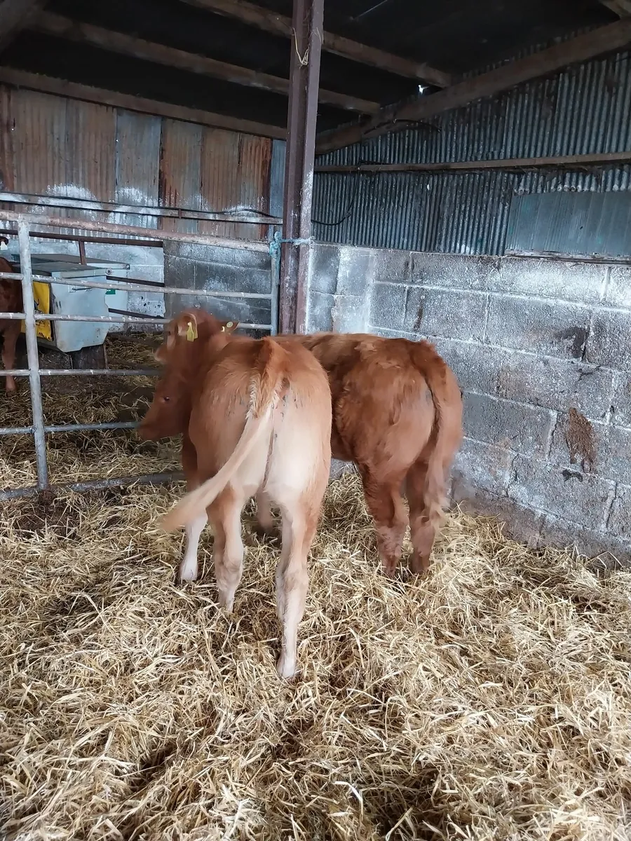 Super Cow Makers. Suck Calves - Image 3