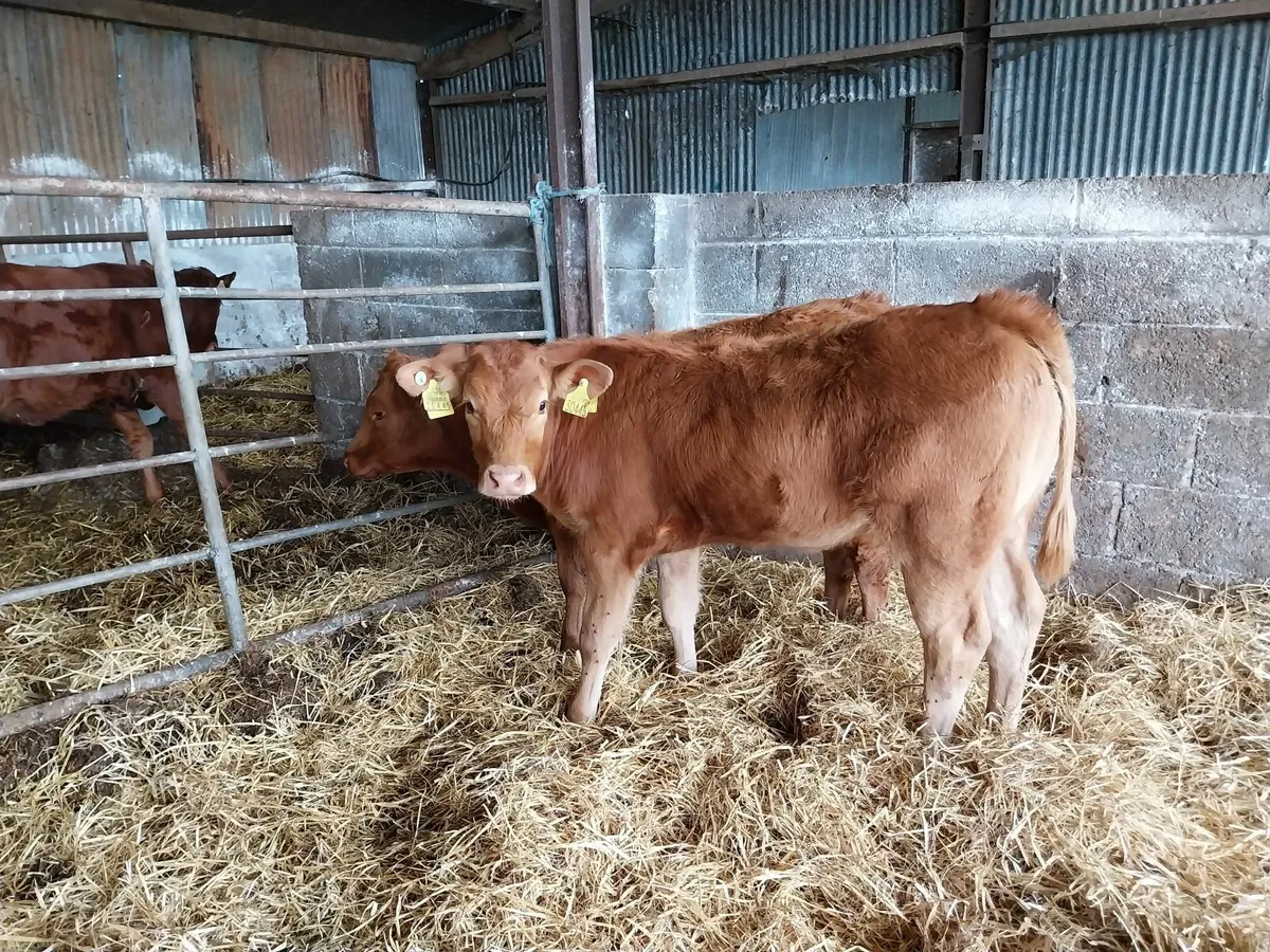 Super Cow Makers. Suck Calves - Image 4