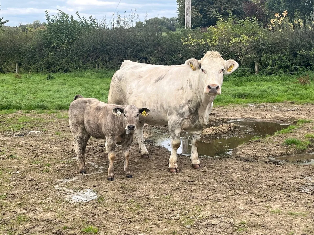 Show quality Charlaois cow and calf - Image 1