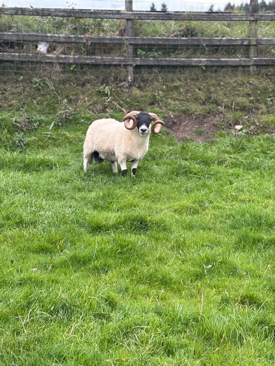 Lanark shearling Ram - Image 1