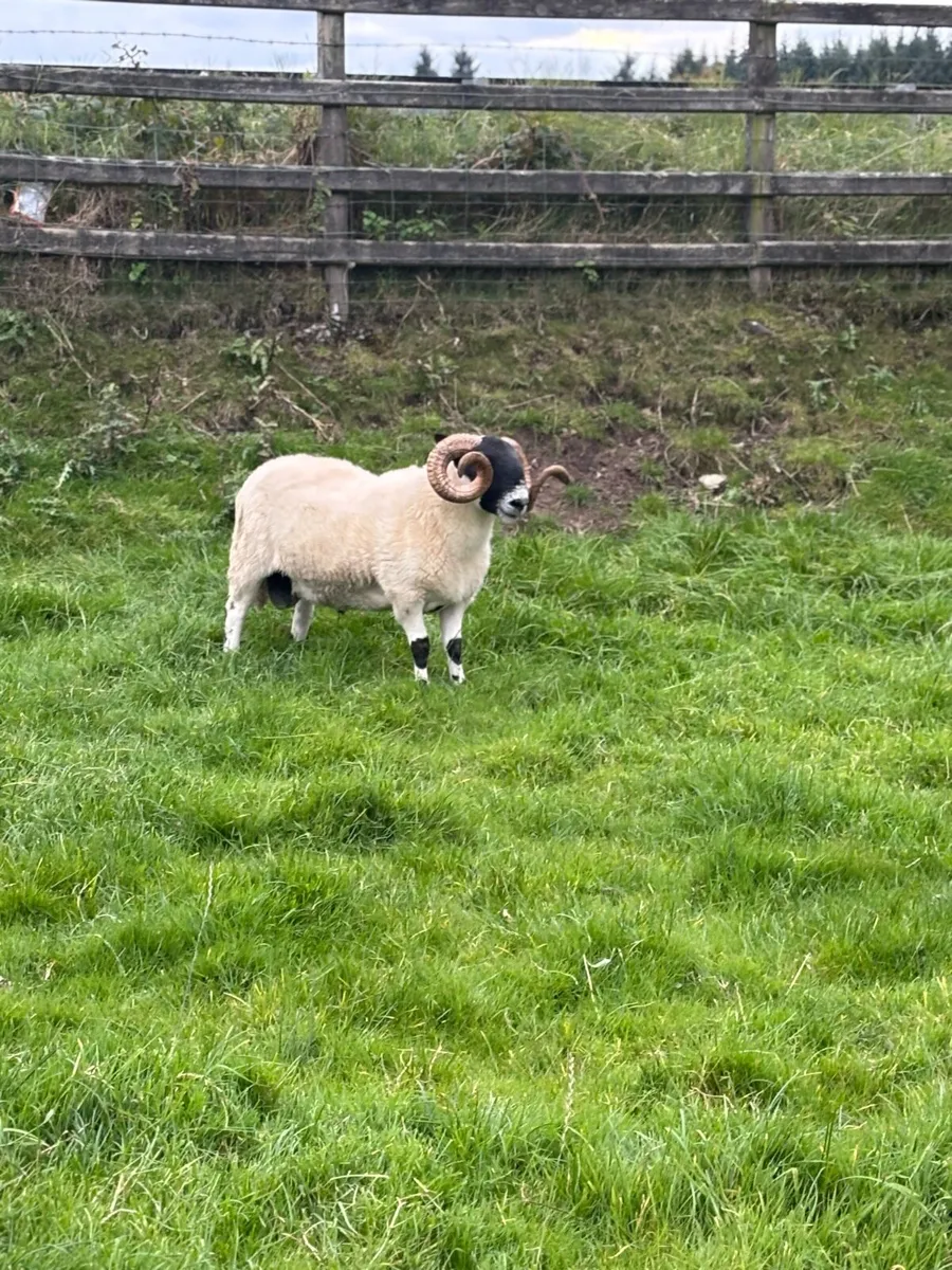 Lanark shearling Ram - Image 2