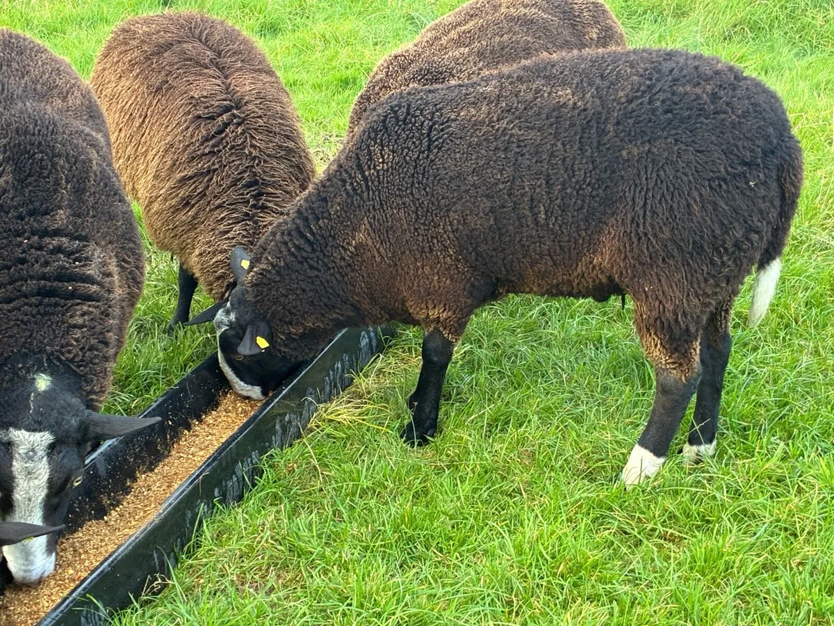 Zwartble Ram. - Image 3