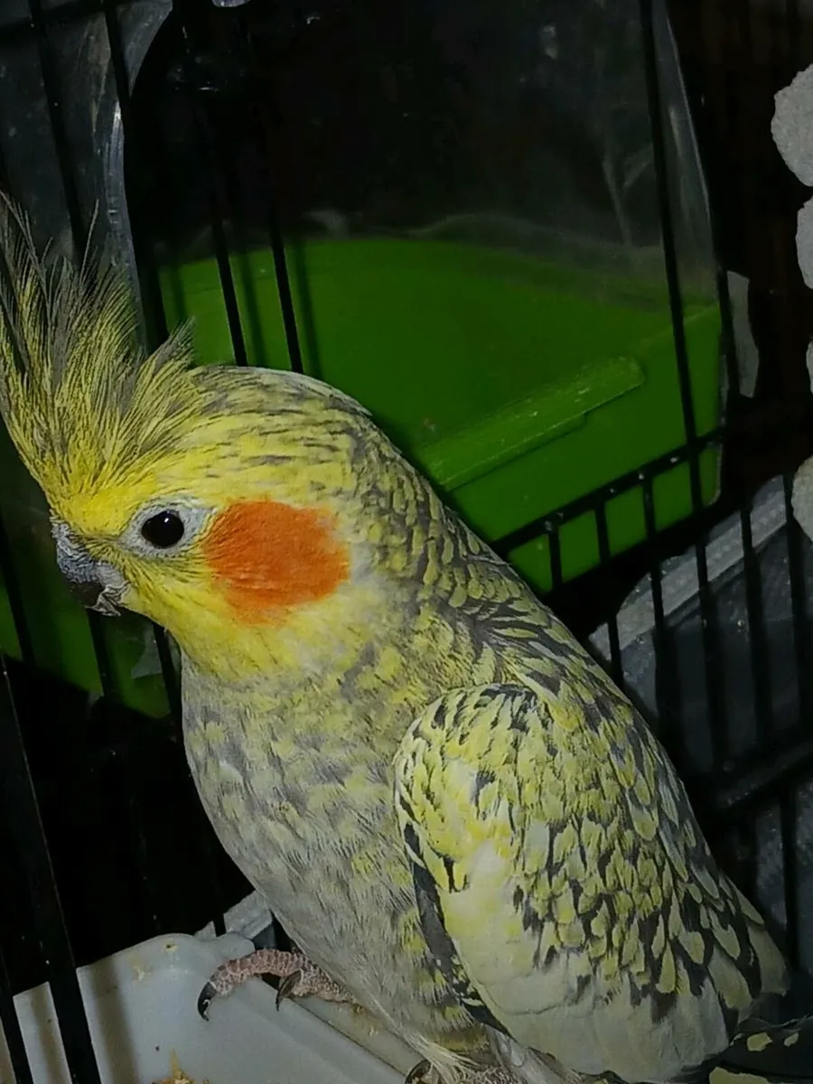 Cockatiels 2 male,1 female - Image 1