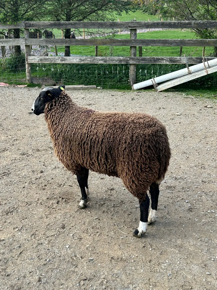 Zwartble Ram. - Image 4