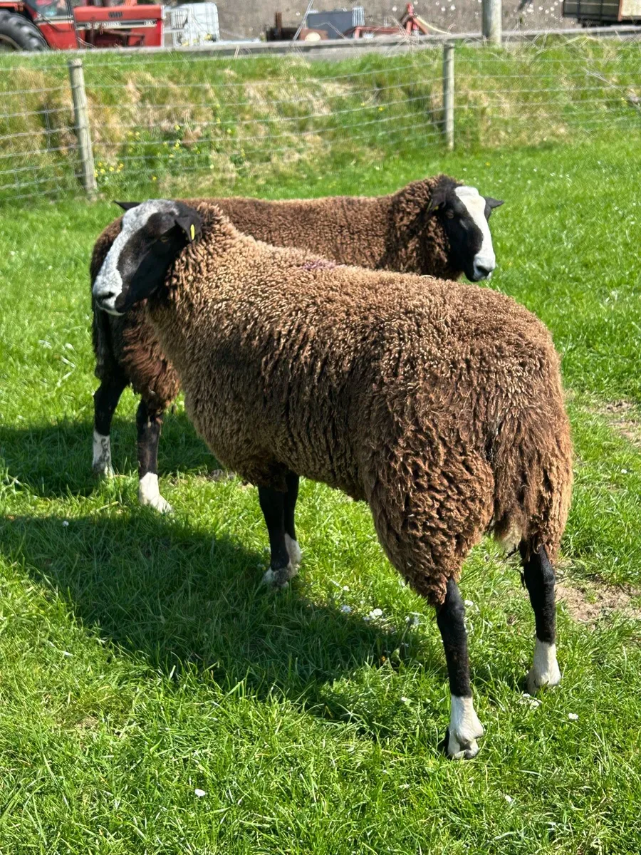 Zwartble Ram. - Image 1