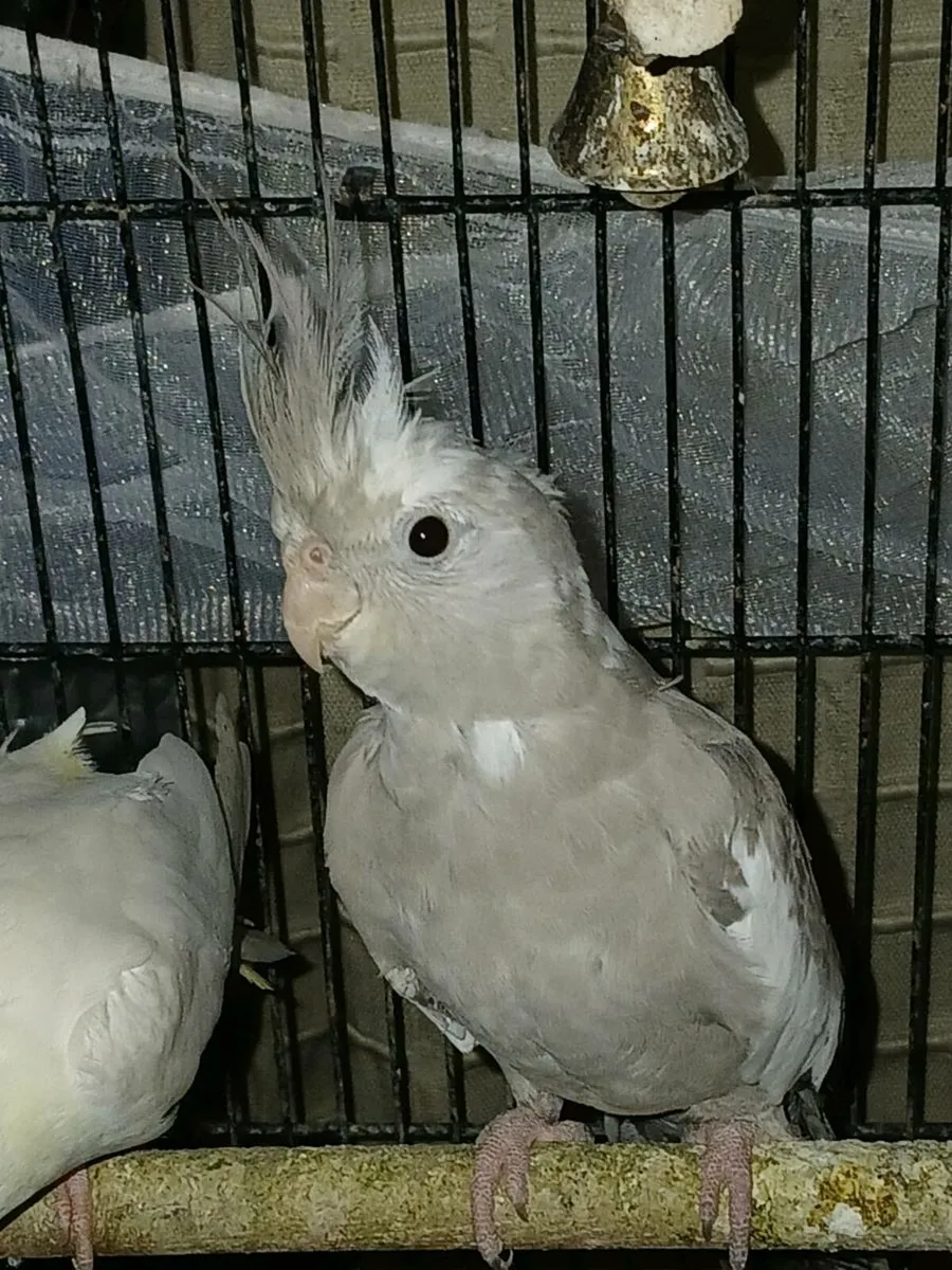 Cockatiels 2 male,1 female - Image 4