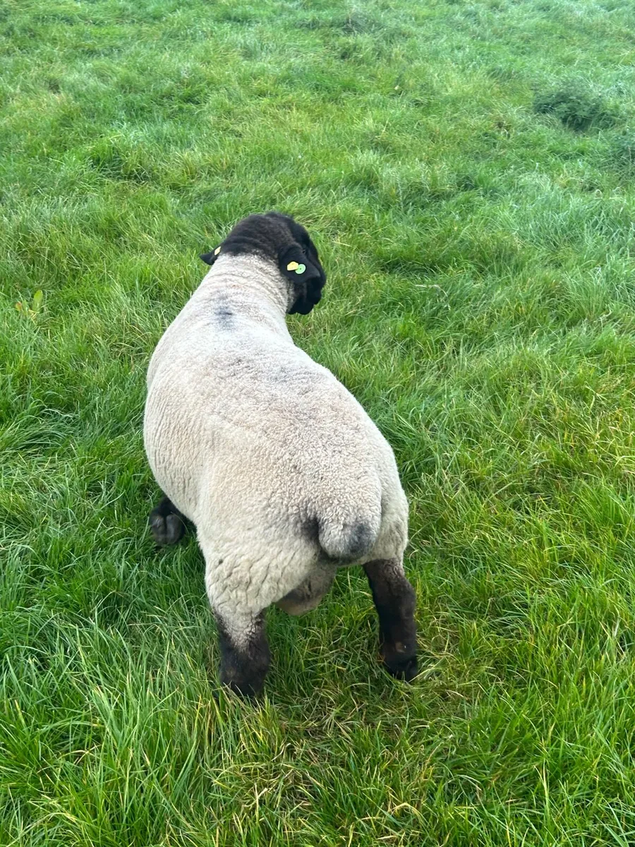 Sheep - Image 3