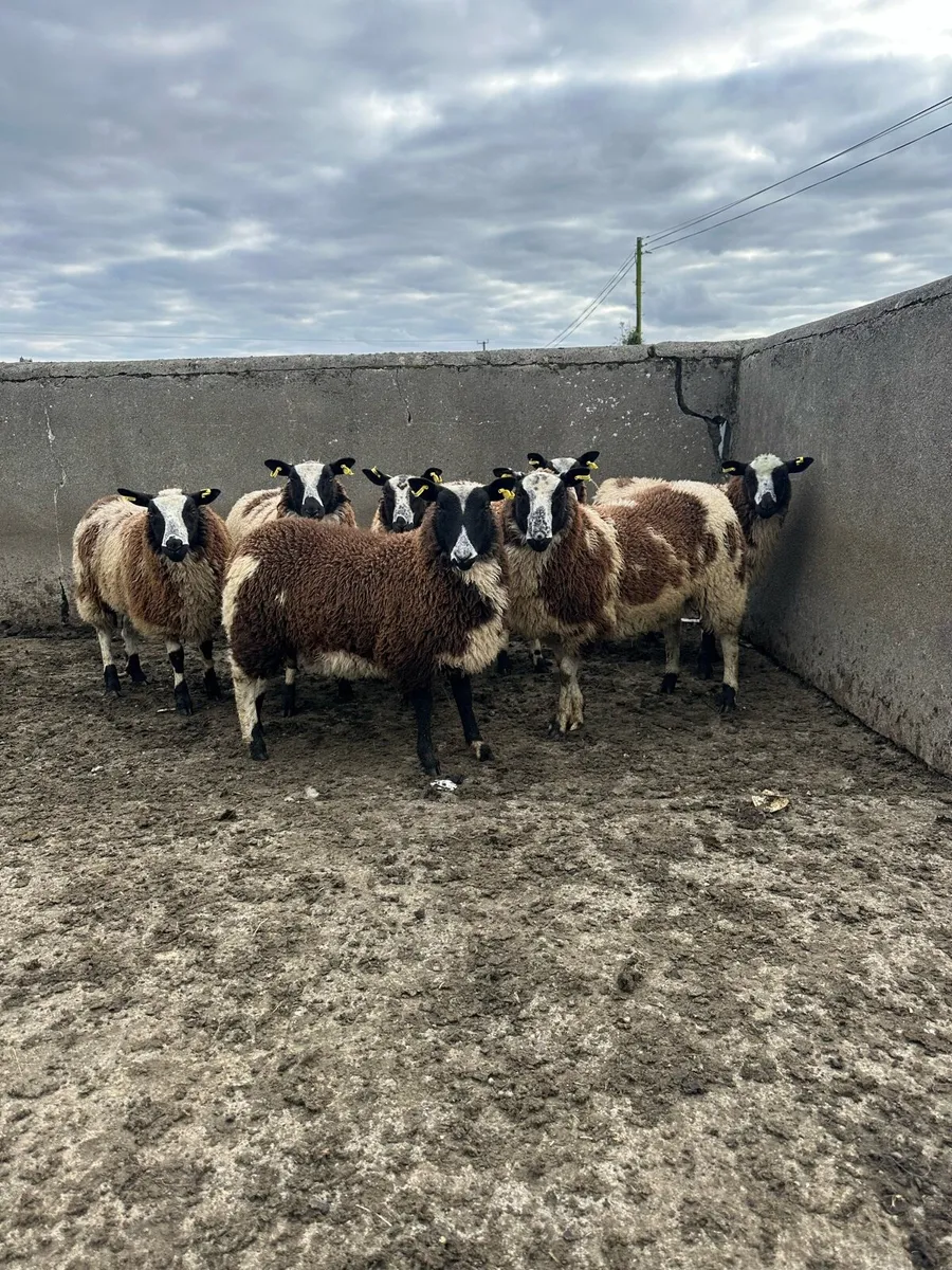 🌟7 super Dutch spotted ewe lambs 🌟 - Image 1